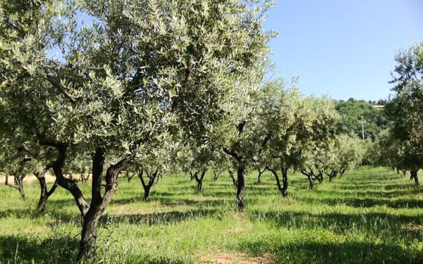 Olijven 7 Frankrijk Provence Languedoc olijfolie persen markt vakantie Middellandse zee.jpg