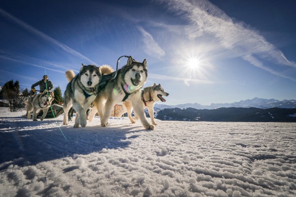 Hondenslee 3 chiens de traineux Frankrijk Alpen Portes du Soleil Abondance Odyssee Mont Blanc.jpg