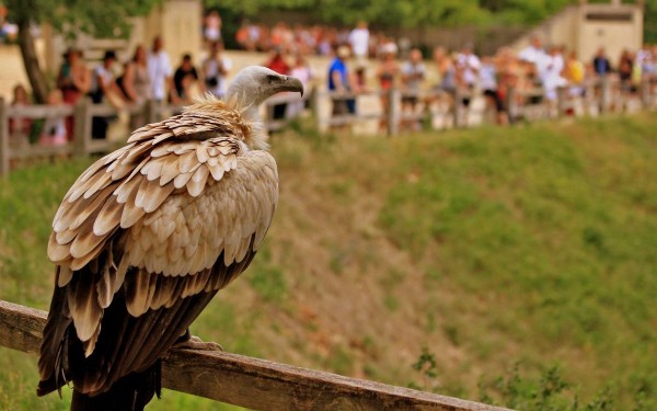 Rocher des aigles 5 Frankrijk Dordogne animatie toerisme  vakantiepark luxe huizen fietsen bergen.jp