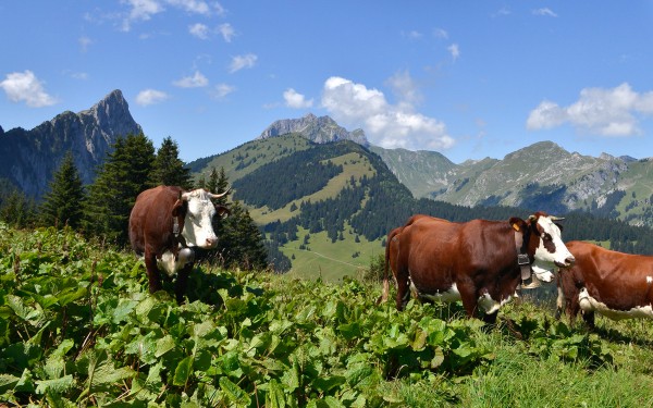 Fromage 6 Abondance kaas ferme boerderij vakantie Portes du Soleil Savoie FranceComfort.jpg