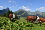 Fromage 6 Abondance kaas ferme boerderij vakantie Portes du Soleil Savoie FranceComfort.jpg