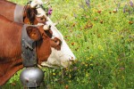Fromage 11 Abondance kaas ferme boerderij vakantie Portes du Soleil Savoie FranceComfort.jpg