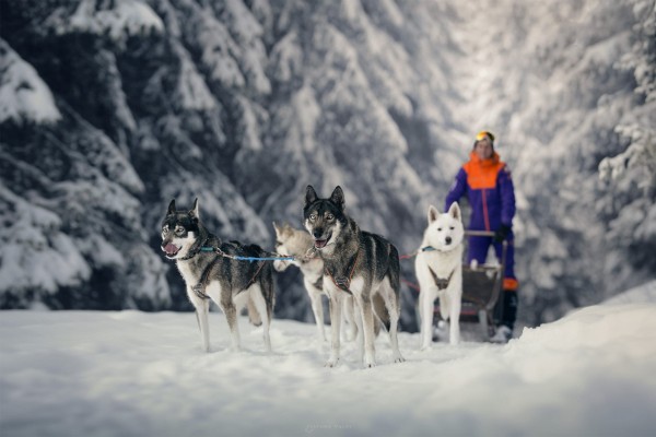 Hondenslee 2 chiens de traineux Frankrijk Alpen Portes du Soleil Abondance Odyssee Mont Blanc.jpg