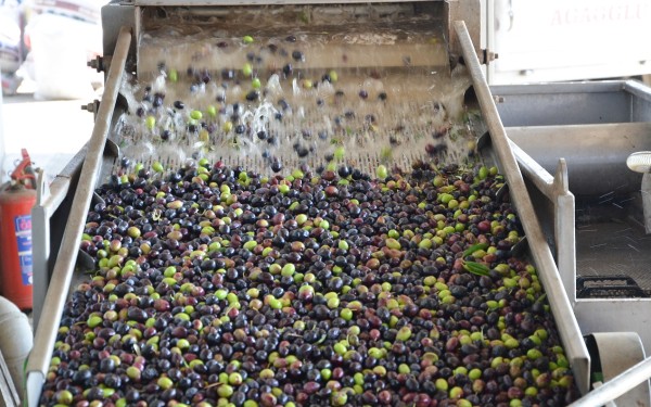 Olijven 11 Frankrijk Provence Languedoc olijfolie persen markt vakantie Middellandse zee.jpg