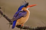 Menigoute 3 vogel festival oiseaux Frankrijk bois senis les forges jeugd vakantiepark ornithologie s