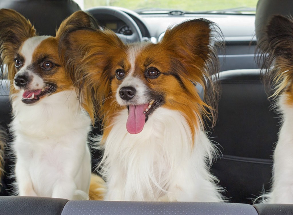 Frankrijk hond 7 in de auto naar vakantiehuis in Provence.jpg