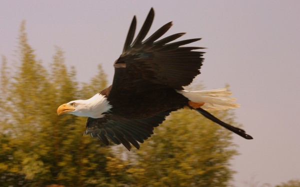 Rocher des aigles 2 Frankrijk Dordogne Lot Cahors Rocamadour Sarlat vakantiewoning luxe villa zwemba