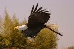 Rocher des aigles 2 Frankrijk Dordogne Lot Cahors Rocamadour Sarlat vakantiewoning luxe villa zwemba