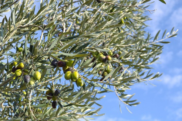 Provence Salernes 8 markt vakantie Frankrijk luxe villa zwembad toeristisch.jpg