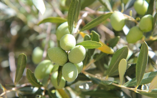Olijven 8 Frankrijk Provence Languedoc olijfolie persen markt vakantie Middellandse zee.jpg