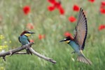 Menigoute 8 vogel festival oiseaux Frankrijk bois senis les forges jeugd vakantiepark ornithologie k