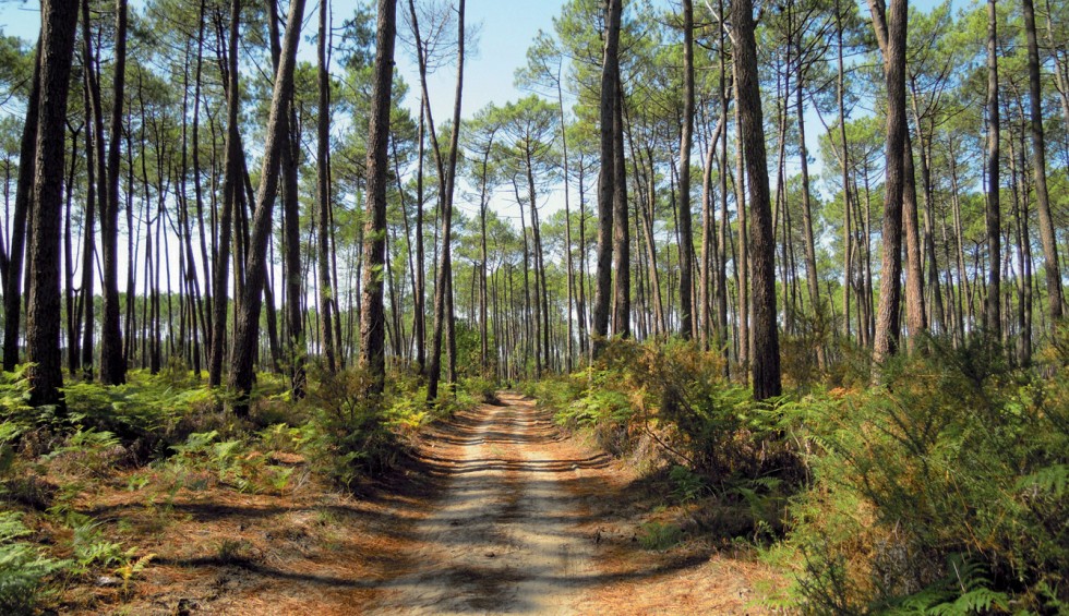 Landes 1 parc naturel Gascognes Frankrijk vakantie regio luxe villa toerisme bos wandelen fietsen.jp