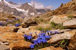 Pyreneeen B16 Pyrenees Oustal del Carlat gentiaan bloemen recreatiemeer vakantiepark luxe wellness g