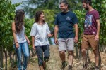 Vignoble 2 chateau vin Cahors Frankrijk vakantiepark Latuc Laur degustation vakantiehuis.jpg