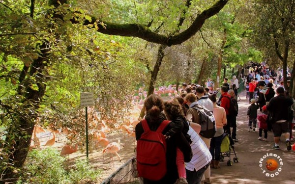 Vallee 15 des singes zoo de la palmyre pescalis frankrijk bois senis domaine les forges dierenpark v