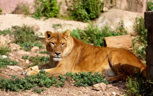 Fauverie 5 dierentuin Mont Faron Toulon ZOO  Frankrijk Provence vakantie Middellandse zee villa.jpg