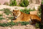 Fauverie 5 dierentuin Mont Faron Toulon ZOO Frankrijk Provence vakantie Middellandse zee villa.jpg