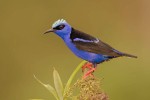 Menigoute 4 vogel festival oiseaux Frankrijk bois senis les forges jeugd gezin wifi vakantiepark orn