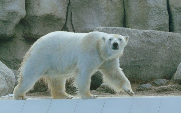 Vallee 7a des singes  palmyre poitou charente kust pescalis frankrijk bois senis domaine les forges