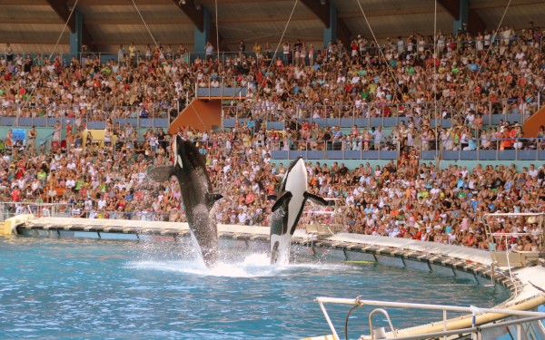 Marineland 6 Villa's du Verdon Frankrijk Provence Antibus vakantiehuis dolfijnen orka's springen.jpg