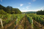 Vignoble 6 chateau vin Cahors Frankrijk vakantiepark Latuc Laur degustation vakantiehuis.jpg