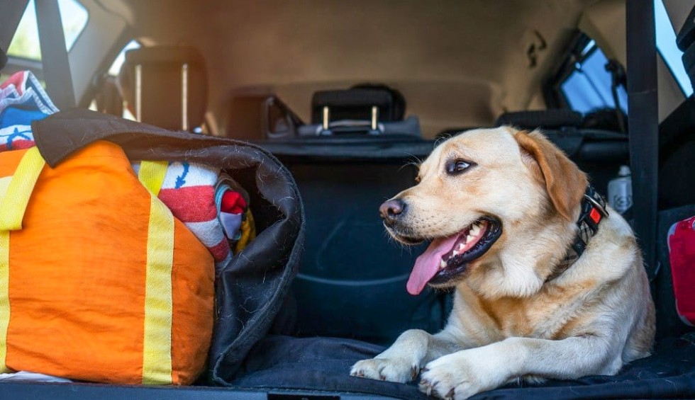 Paklijst 5 hond mee vakantie Frankrijk gezin partner kinderen luxe villa.jpg