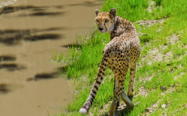 Zoo 15 Arcachon bassin teste buch Frankrijk dierentuin poema vakantie Bordeaux Gironde luxe villa an