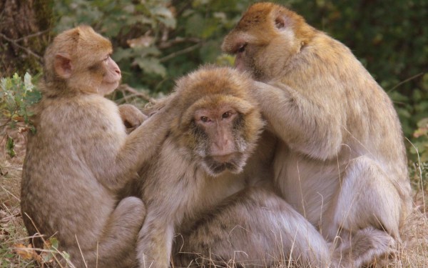 Apen Rocamadour 7 singes monkey Frankrijk Dordogne Languedoc vakantievilla zwembad nederlands.jpg