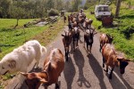 Pyreneeen B14 Pyrenees Oustal del Carlat recreatiemeer vakantiepark luxe wellness gite Frankrijk koe