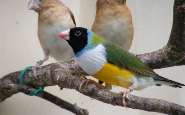 Menigoute 9 vogel festival oiseaux Frankrijk bois senis les forges jeugd vakantiepark senioren ornit