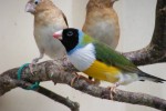 Menigoute 9 vogel festival oiseaux Frankrijk bois senis les forges jeugd vakantiepark senioren ornit