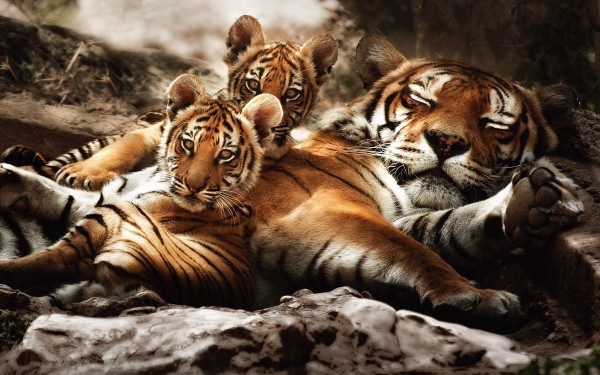 Fauverie 1 dierentuin Mont Faron Toulon ZOO  Frankrijk Provence vakantie Middellandse zee villa.jpg