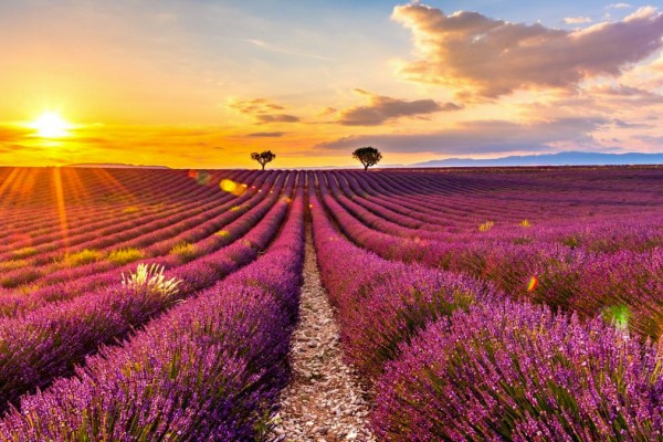 Regionale producten 16 Provence Frankrijk Cote d Azur wijngaard vakantie luxe villa.jpg