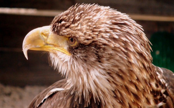 Rocher des aigles 4 Frankrijk Lot Dordogne holiday resort golf zwembad vakantiehuis villa wifi.JPG