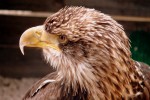 Rocher des aigles 4 Frankrijk Lot Dordogne holiday resort golf zwembad vakantiehuis villa wifi.JPG