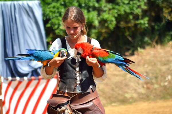 Geants du ciel 17 roofvogels chauvigny Poitiers Frankrijk chateau vakantie show gezin.jpg