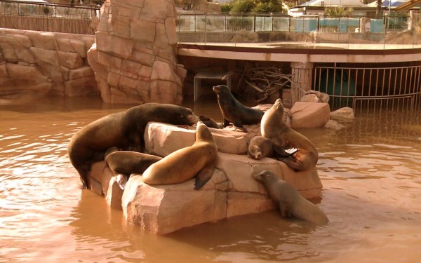 Marineland 4 Villa's du Verdon Frankrijk Provence Antibus vakantiehuis zeeleeuwen senioren animatie.