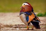 Menigoute 2 vogel festival oiseaux Frankrijk bois senis wifi les forges jeugd vakantiepark ornitholo