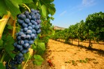 Wijnroute 2 Frankrijk Dordogne Bergerac Cahors sauvignon merlot vakantievilla luxe bungalowpark wand