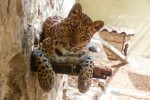 Fauverie 3 dierentuin Mont Faron Toulon ZOO Frankrijk Provence vakantie Middellandse zee villa.jpg