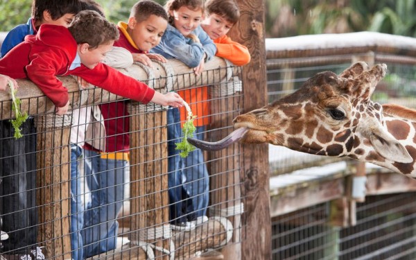 Zoo 8a Arcachon bassin teste buch giraffe Frankrijk dierentuin vakantie Bordeaux Gironde luxe villa