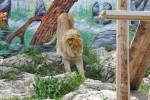 Fauverie 12 dierentuin Mont Faron Toulon ZOO Frankrijk Provence vakantie Middellandse zee villa.jpg