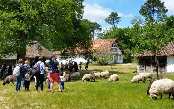 Marqueze 5 Frankrijk Gironde landes toeristentrein vakantie kinderen eco museum aquitaine.jpg
