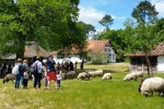Marqueze 5 Frankrijk Gironde landes toeristentrein vakantie kinderen eco museum aquitaine.jpg
