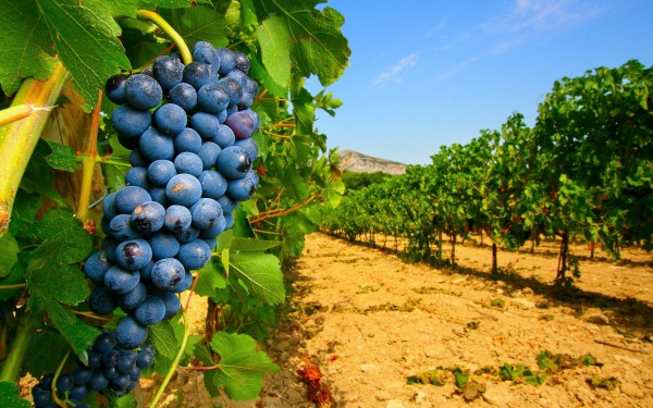 Bergerac wijnroute 6 Dordogne vakantie Frankrijk druiven wandelen appellation.jpg