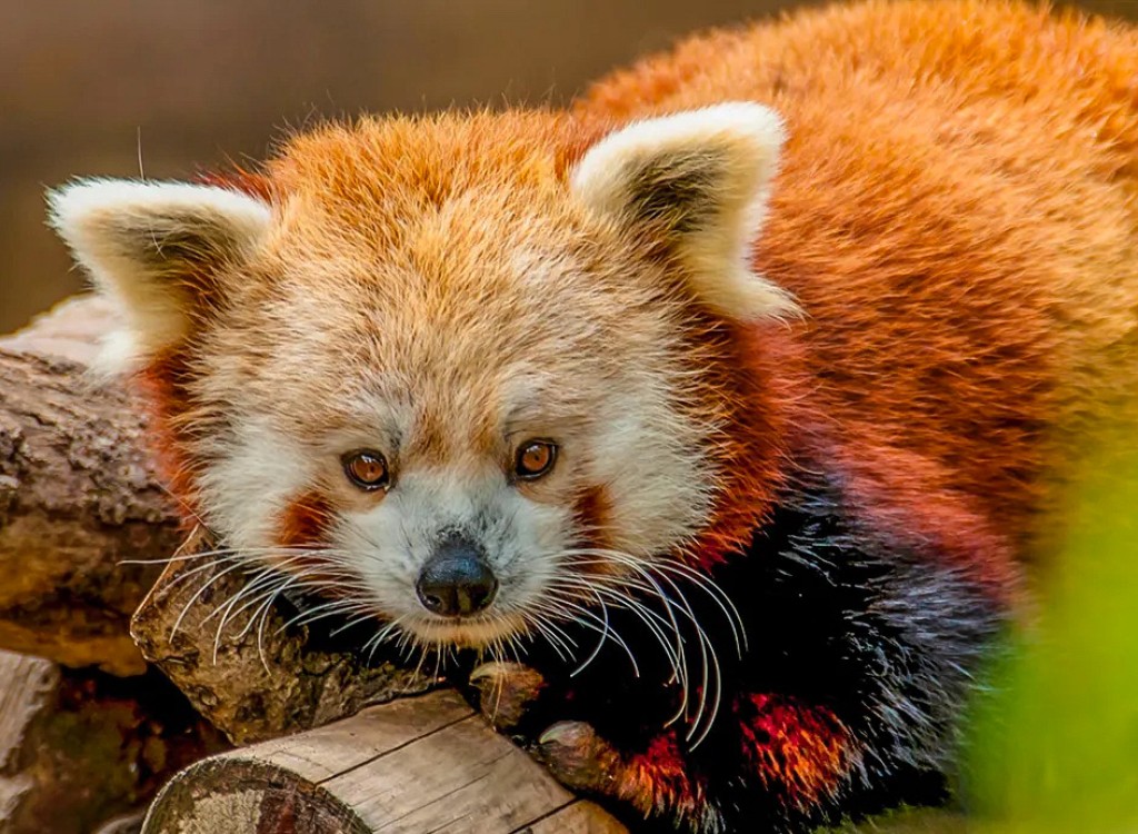 Dierenpark 7 Poitou-Charentes ZOO Palmyre vakantie Les Forges Frankrijk gezin met kinderen.jpg