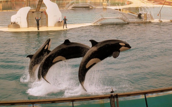 Marineland 1 Villa's du Verdon Frankrijk Provence Antibus vakantiehuis cannes nice gezin.jpg