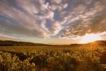 Wijnroute 4 Dordogne Frankrijk minervois wijnwandelen proeverij nederlands vakantievilla.jpg