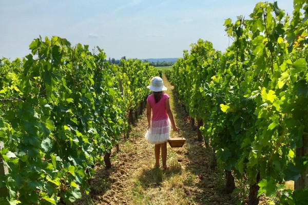 Saint Emilion 41 Frankrijk wijn Bordeaux Dordogne vakantie unesco luxe villapark.jpg