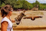 Rocher des aigles 1 Frankrijk Dordogne Rocamadour vakantiehuis zwembad wandelen vogels hond wifi.jpg